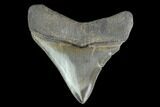 Serrated, Juvenile Megalodon Tooth - Georgia #142344-1